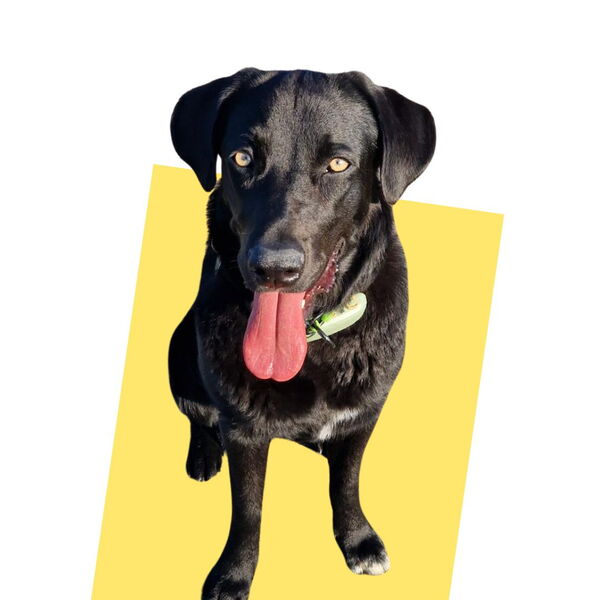 team member image
