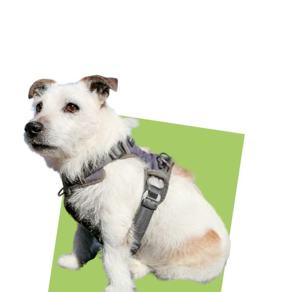 team member image