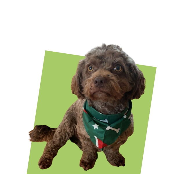 team member image